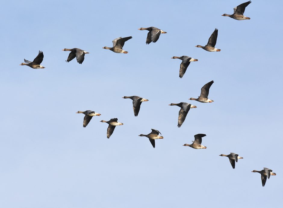 複数の鳥が空を飛んでいる写真